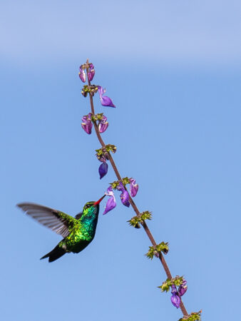 Beija-flor
